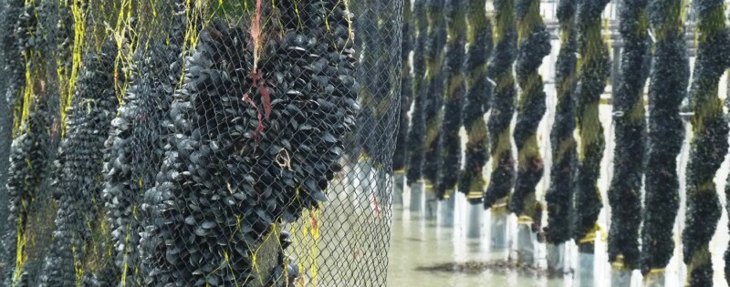 Luoi Nhua Ep Hinh Thoi