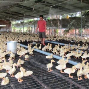 Luoi Rao Chan Vuon Chan Nuoi