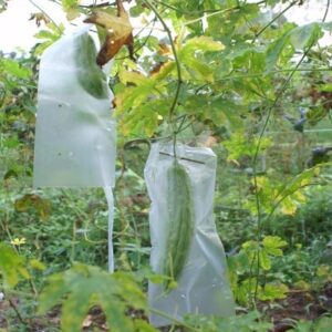 Tui Bao Trai Kho Qua